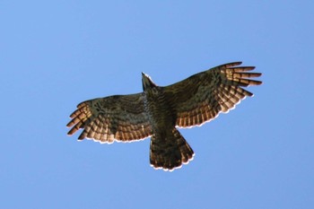 Crested Honey Buzzard Shirakaba-touge Sat, 10/5/2019