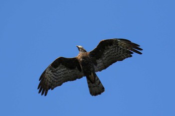 Crested Honey Buzzard Shirakaba-touge Sat, 10/5/2019