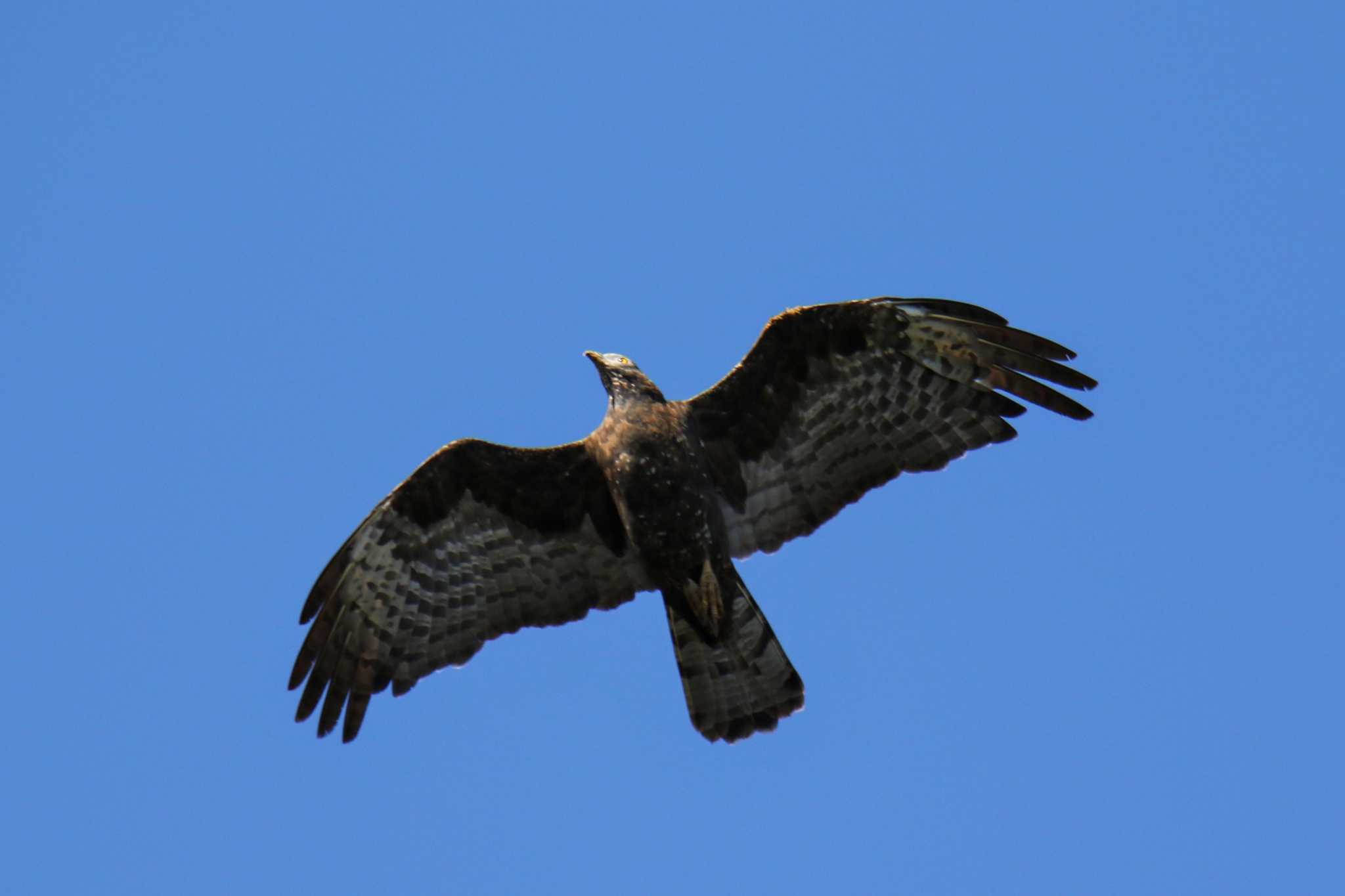 Photo of Crested Honey Buzzard at Shirakaba-touge by はやぶさくん