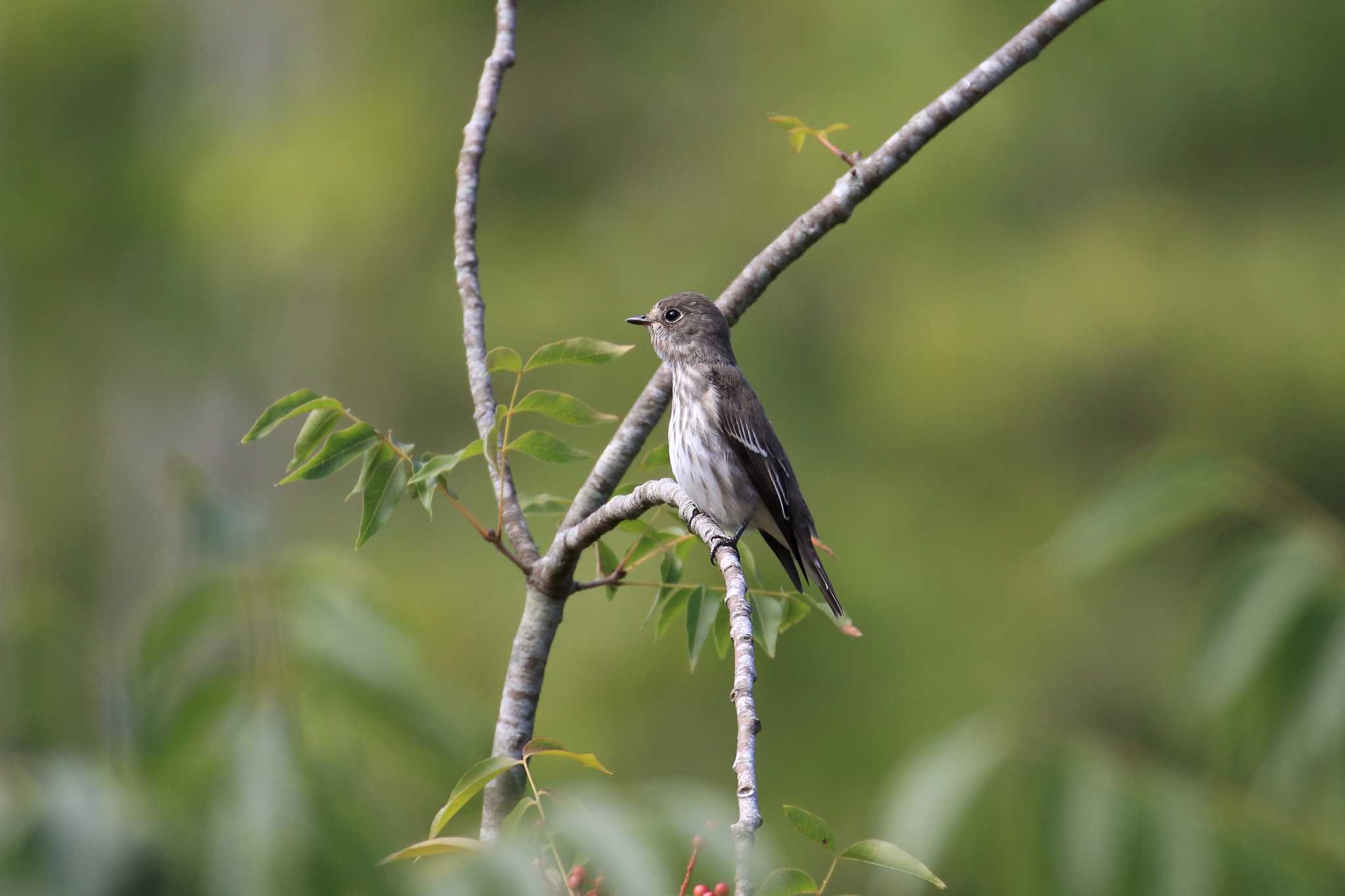 Grey-streaked Flycatcher