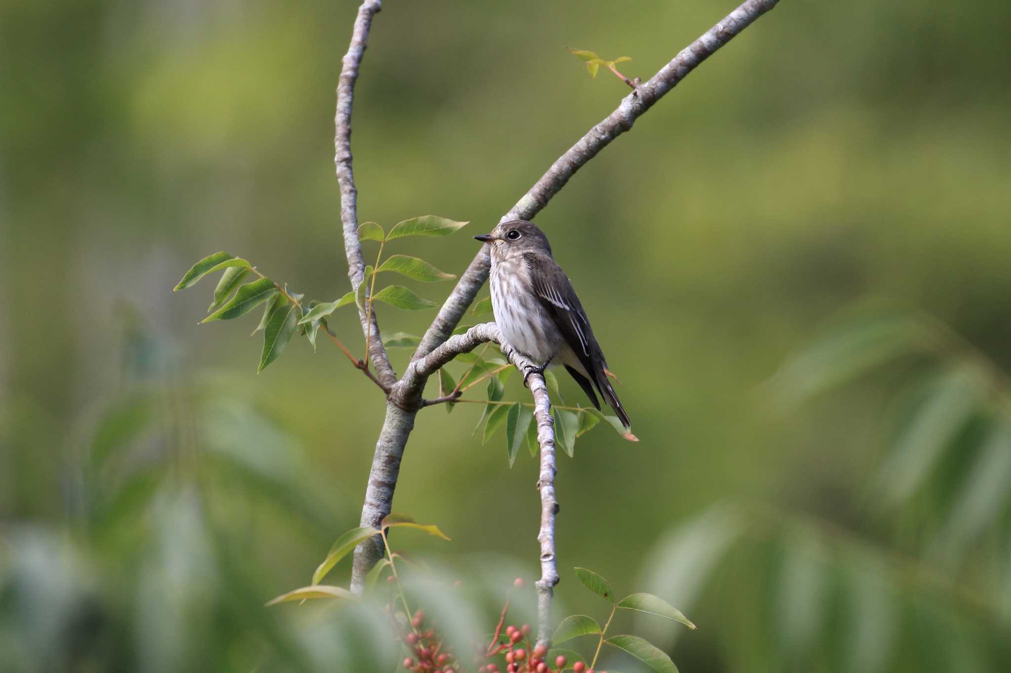 Grey-streaked Flycatcher