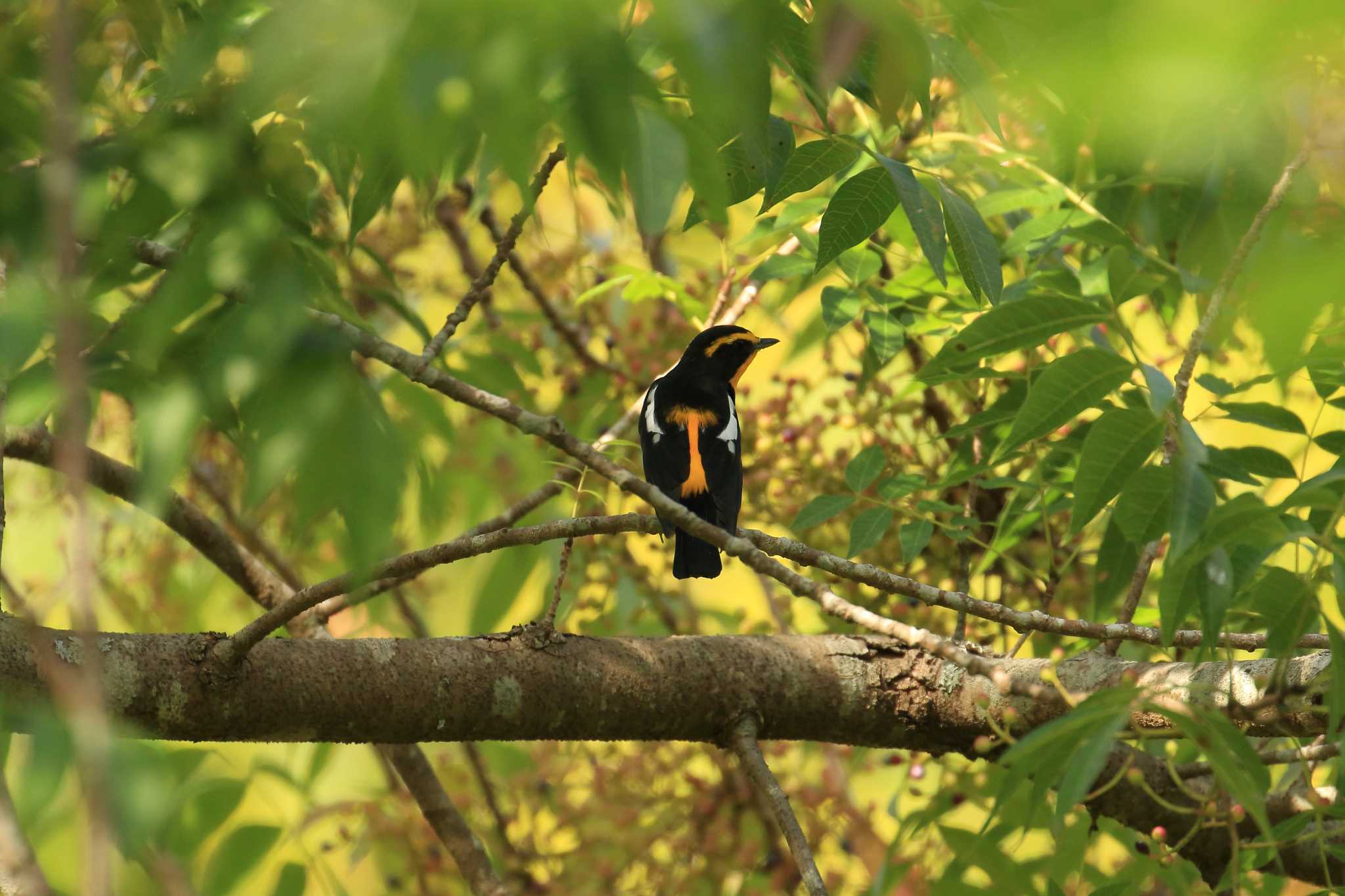 Narcissus Flycatcher