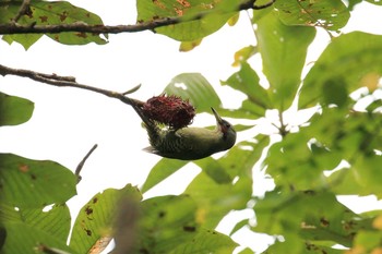 2019年9月28日(土) 神戸市立森林植物園の野鳥観察記録