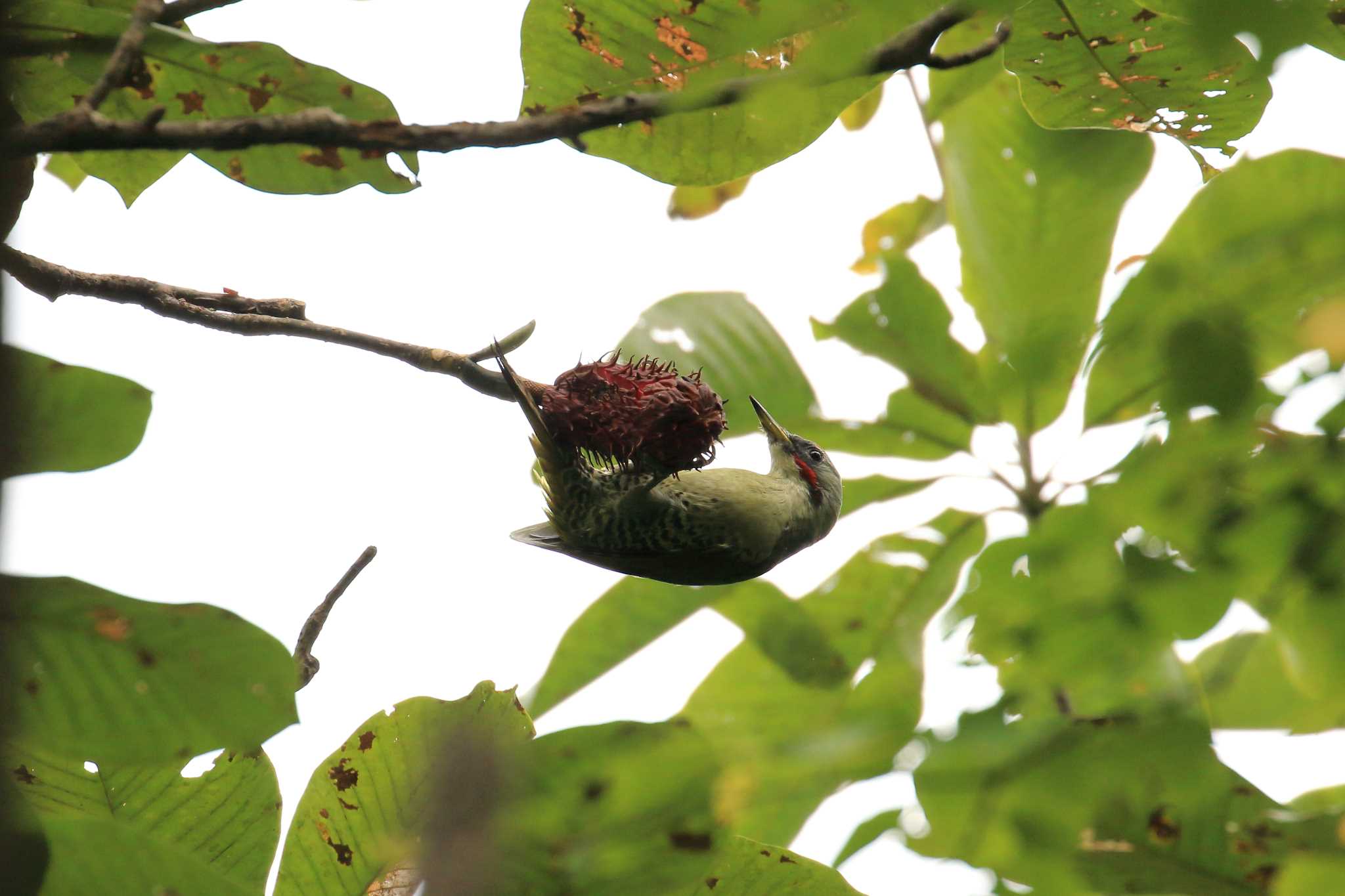 Japanese Green Woodpecker