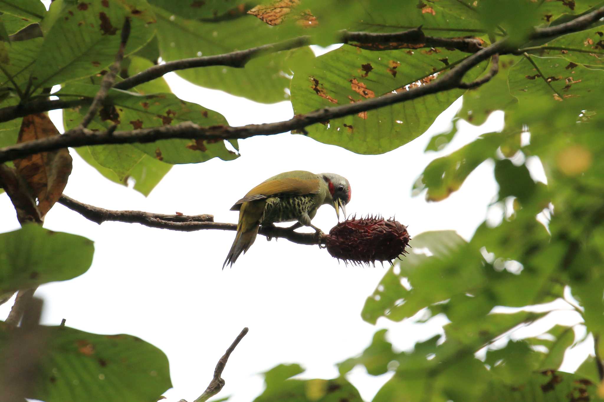 Japanese Green Woodpecker