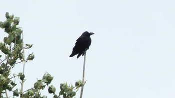 2019年10月5日(土) 宮島沼の野鳥観察記録