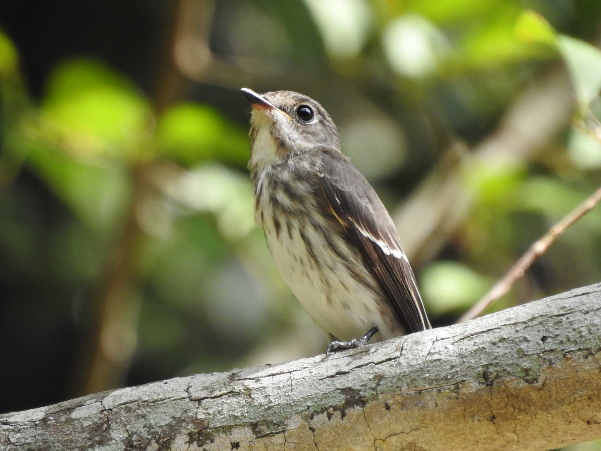 Photo of Grey-streaked Flycatcher at 大文字山麓　堰堤の池 by のりふりかけ