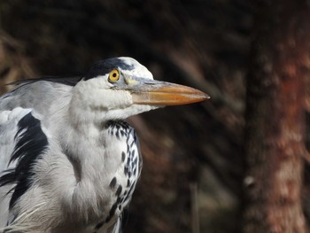 アオサギ 疎水公園 2019年9月28日(土)