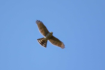 Grey-faced Buzzard Shirakaba-touge Sat, 10/5/2019