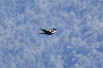 Golden Eagle Shirakaba-touge Sat, 10/5/2019