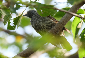 Brown-eared Bulbul さくら草公園 Tue, 10/1/2019