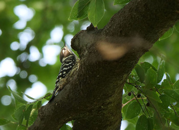 Japanese Pygmy Woodpecker さくら草公園 Tue, 10/1/2019