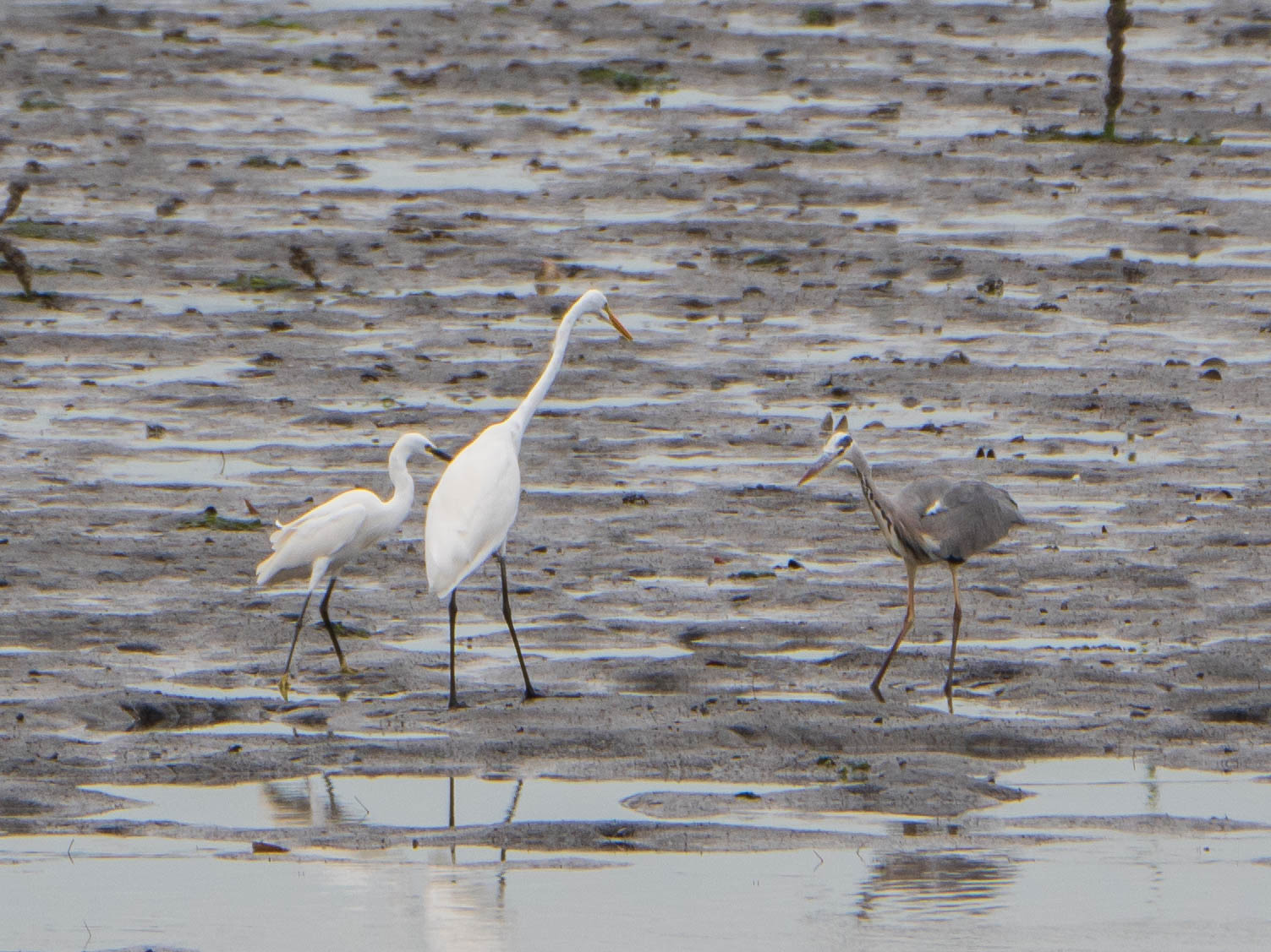 Little Egret