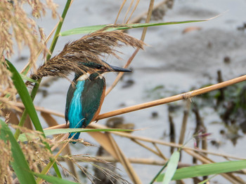 Sat, 9/28/2019 Birding report at Yatsu-higata