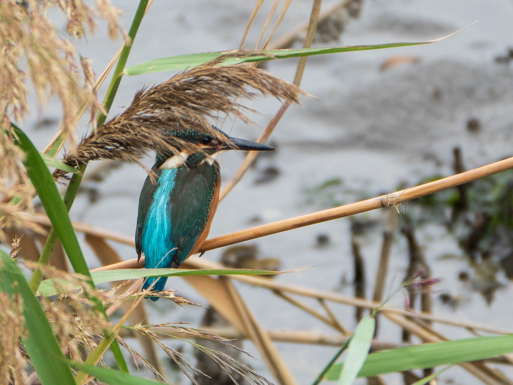 Common Kingfisher