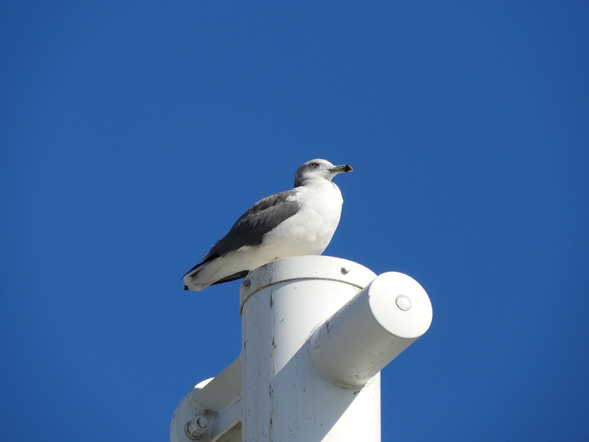 Photo of Black-tailed Gull at 江ノ島 by tomo