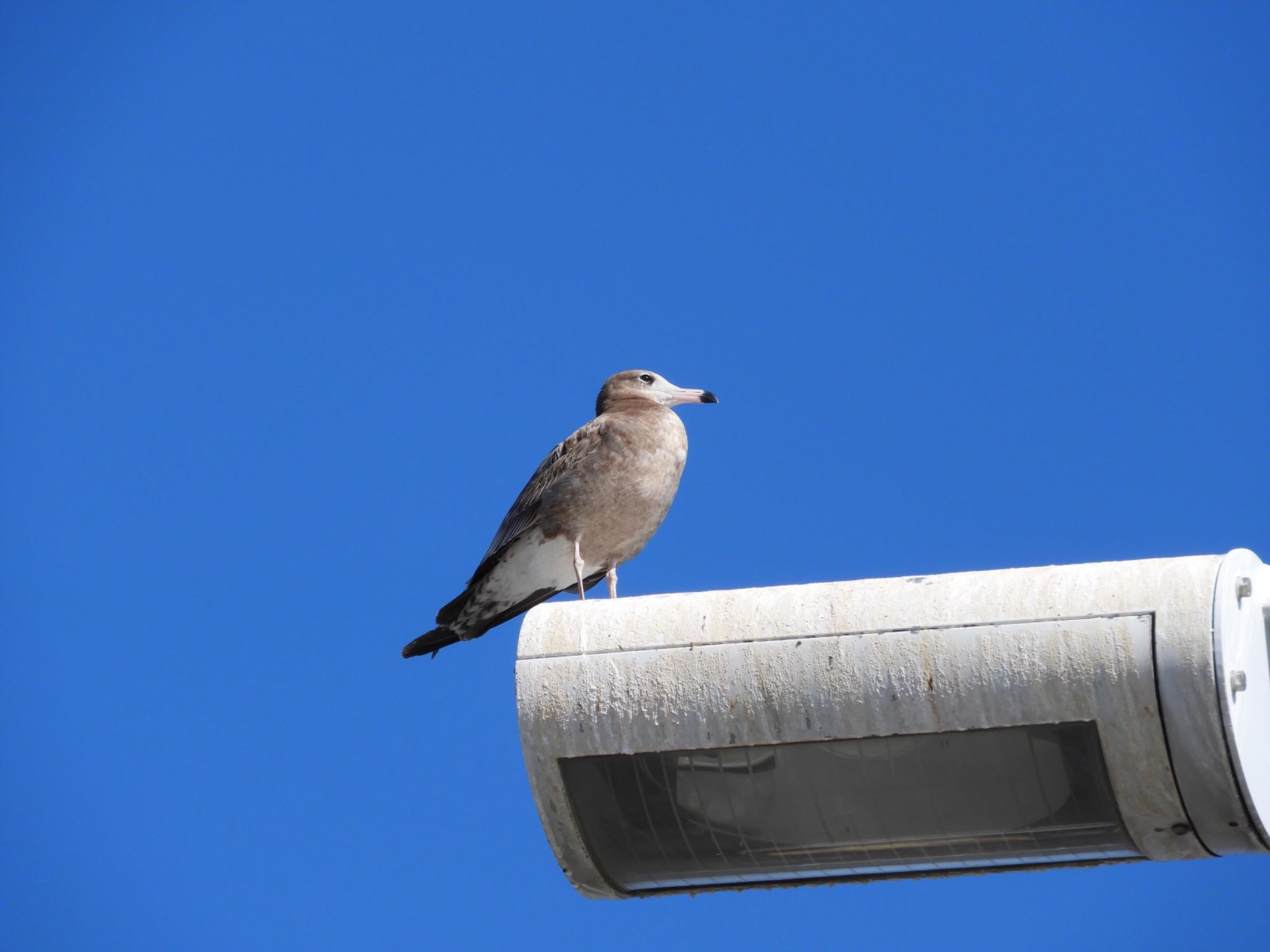 Photo of Black-tailed Gull at 江ノ島 by tomo