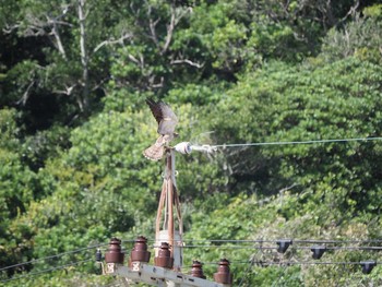 Grey-faced Buzzard Cape Irago Sat, 10/5/2019