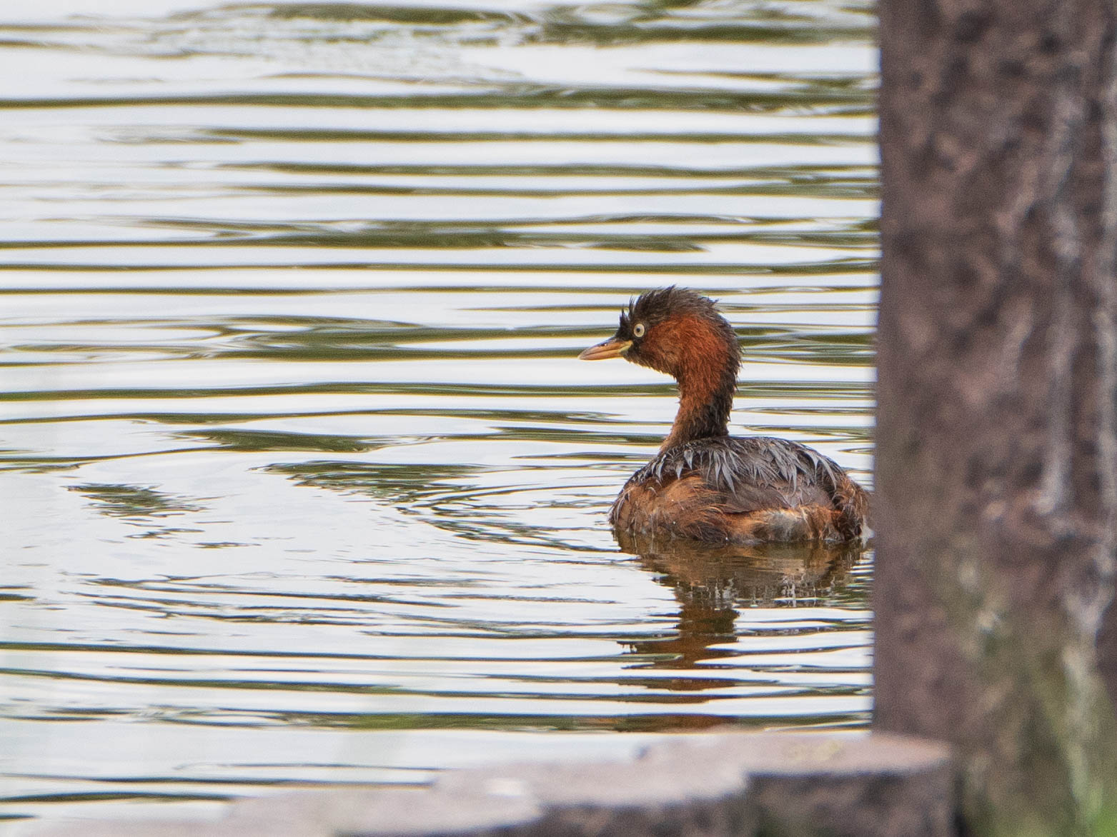 Little Grebe