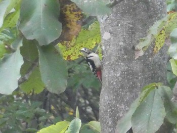 2019年10月3日(木) 飯綱高原の野鳥観察記録