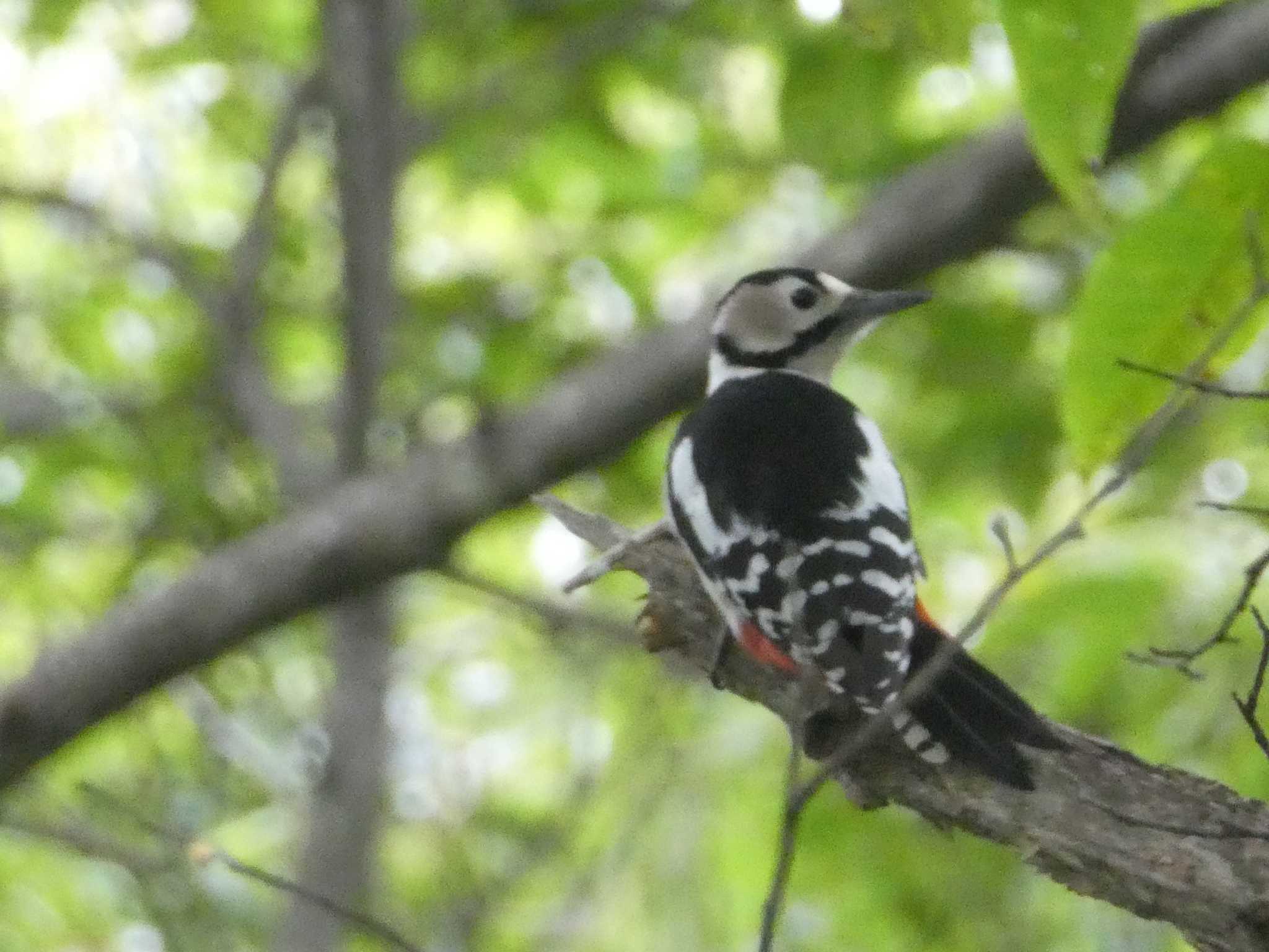 アカゲラ