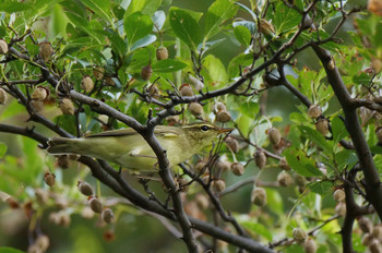 Unknown Species 埼玉県志木市 Tue, 10/1/2019