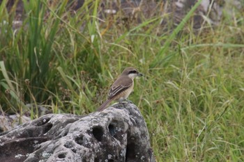 Brown Shrike(lucionensis) Yonaguni Island Mon, 9/23/2019