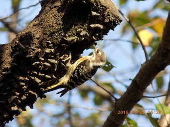 Japanese Pygmy Woodpecker 鴻巣市吹上本町　元荒川 Sun, 9/29/2019