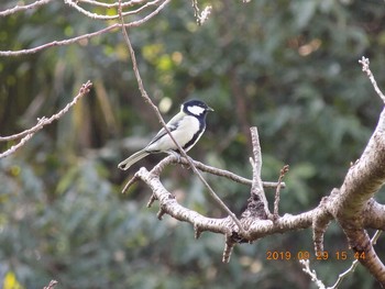 Japanese Tit 鴻巣市吹上本町　元荒川 Sun, 9/29/2019