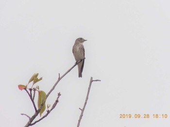 Grey-streaked Flycatcher 鴻巣市吹上本町　元荒川 Sat, 9/28/2019