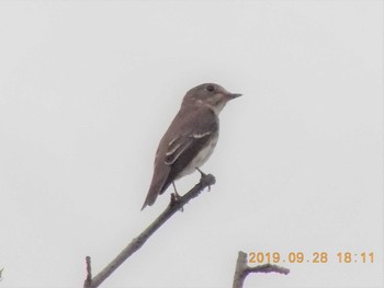 Grey-streaked Flycatcher 鴻巣市吹上本町　元荒川 Sat, 9/28/2019