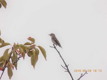 Grey-streaked Flycatcher 鴻巣市吹上本町　元荒川 Sat, 9/28/2019