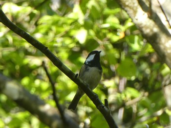 2019年10月4日(金) 飯綱高原の野鳥観察記録