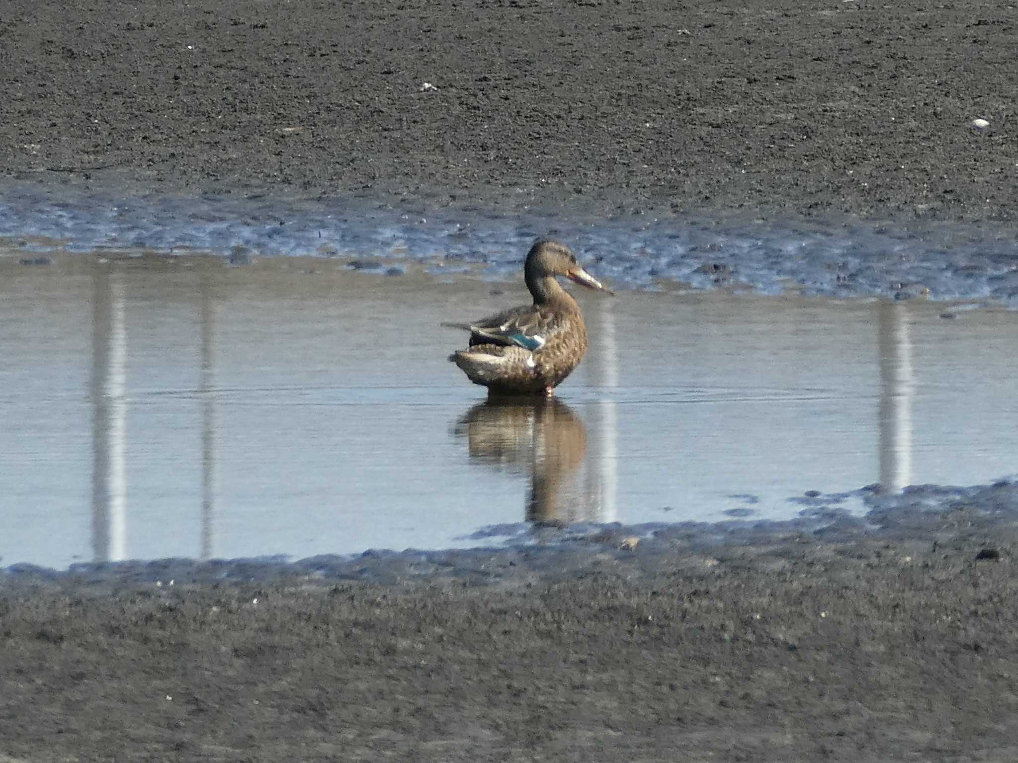 ハシビロガモ