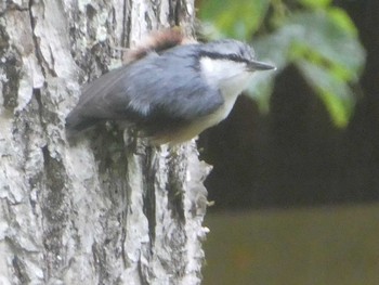 2019年10月4日(金) 戸隠森林植物園(戸隠森林公園)の野鳥観察記録