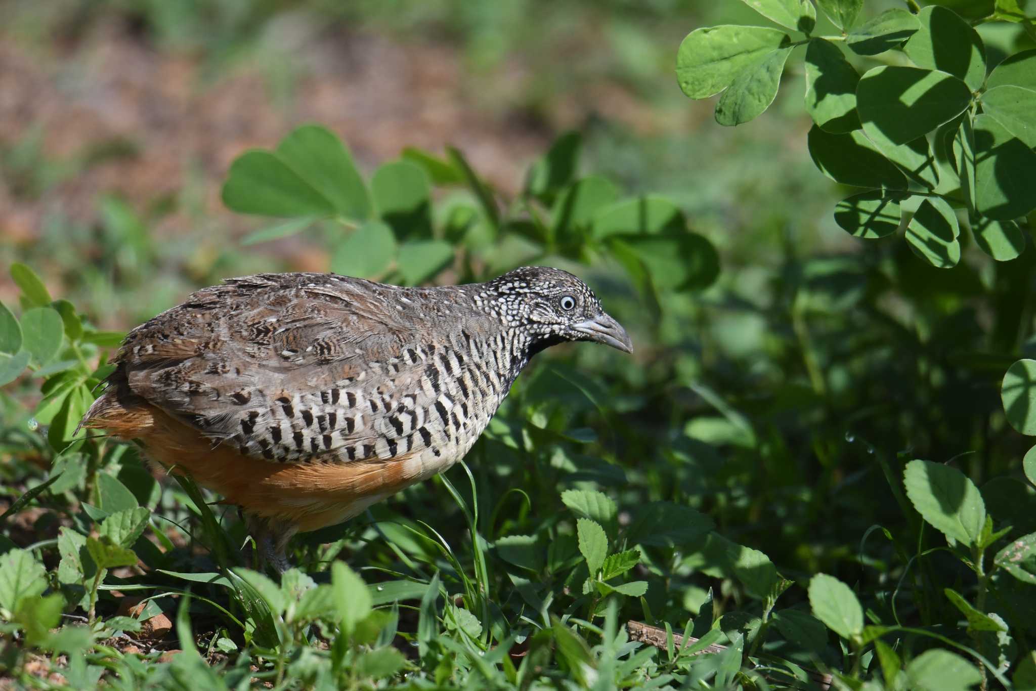 Barred Buttonquail