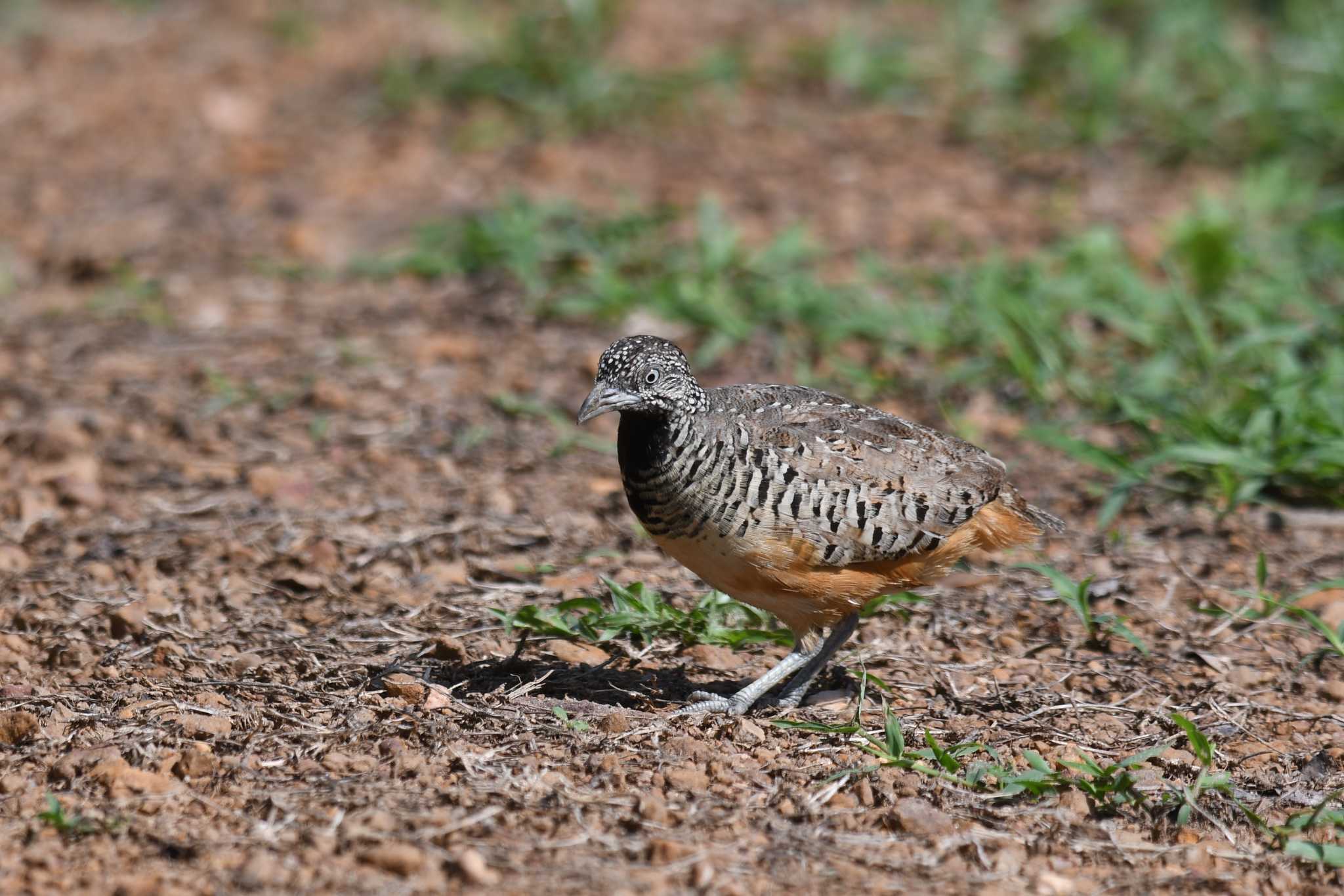 Barred Buttonquail