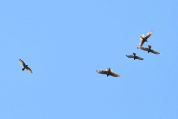 サシバ 白樺峠 2019年9月25日(水)