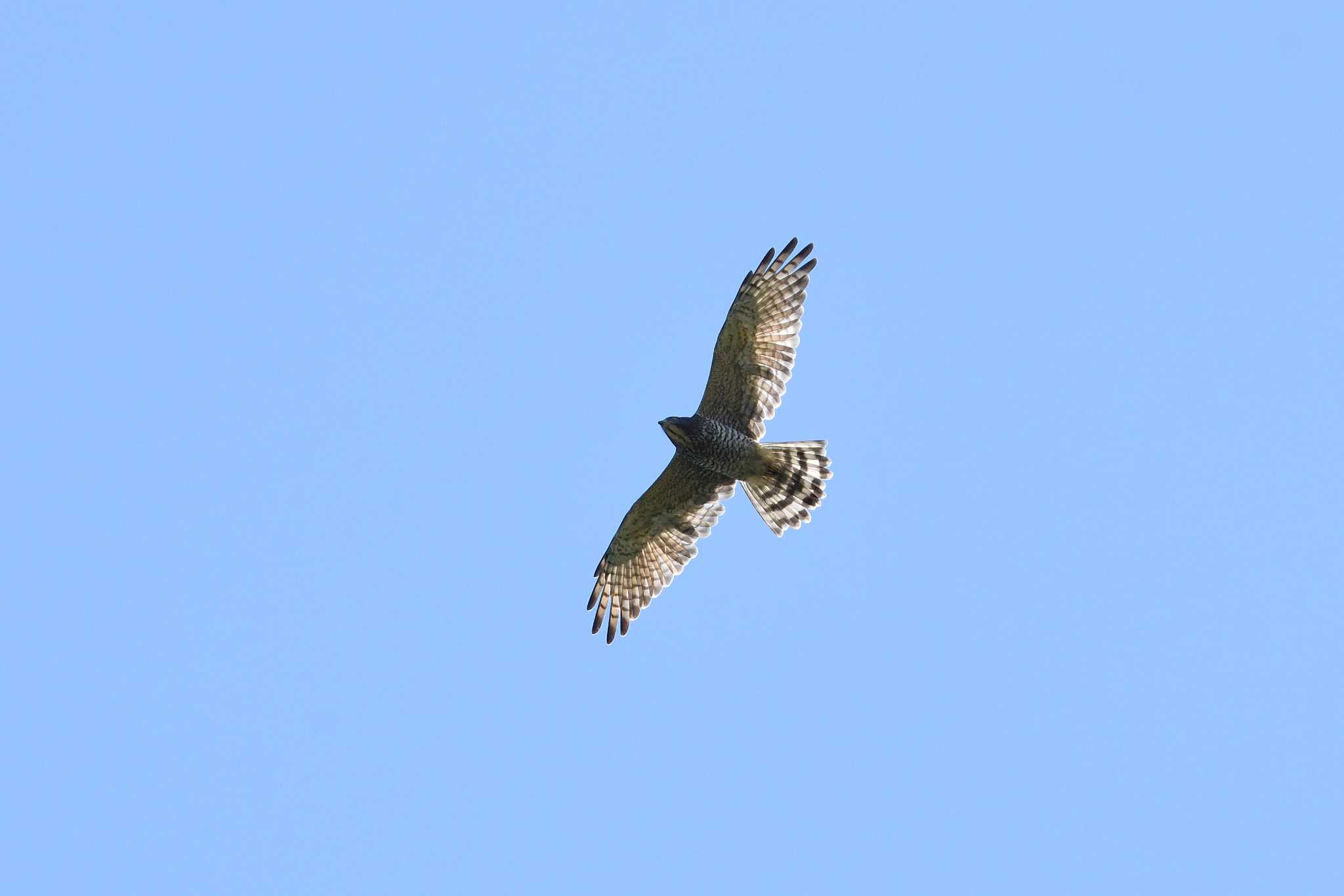 Photo of Grey-faced Buzzard at Shirakaba-touge by zio