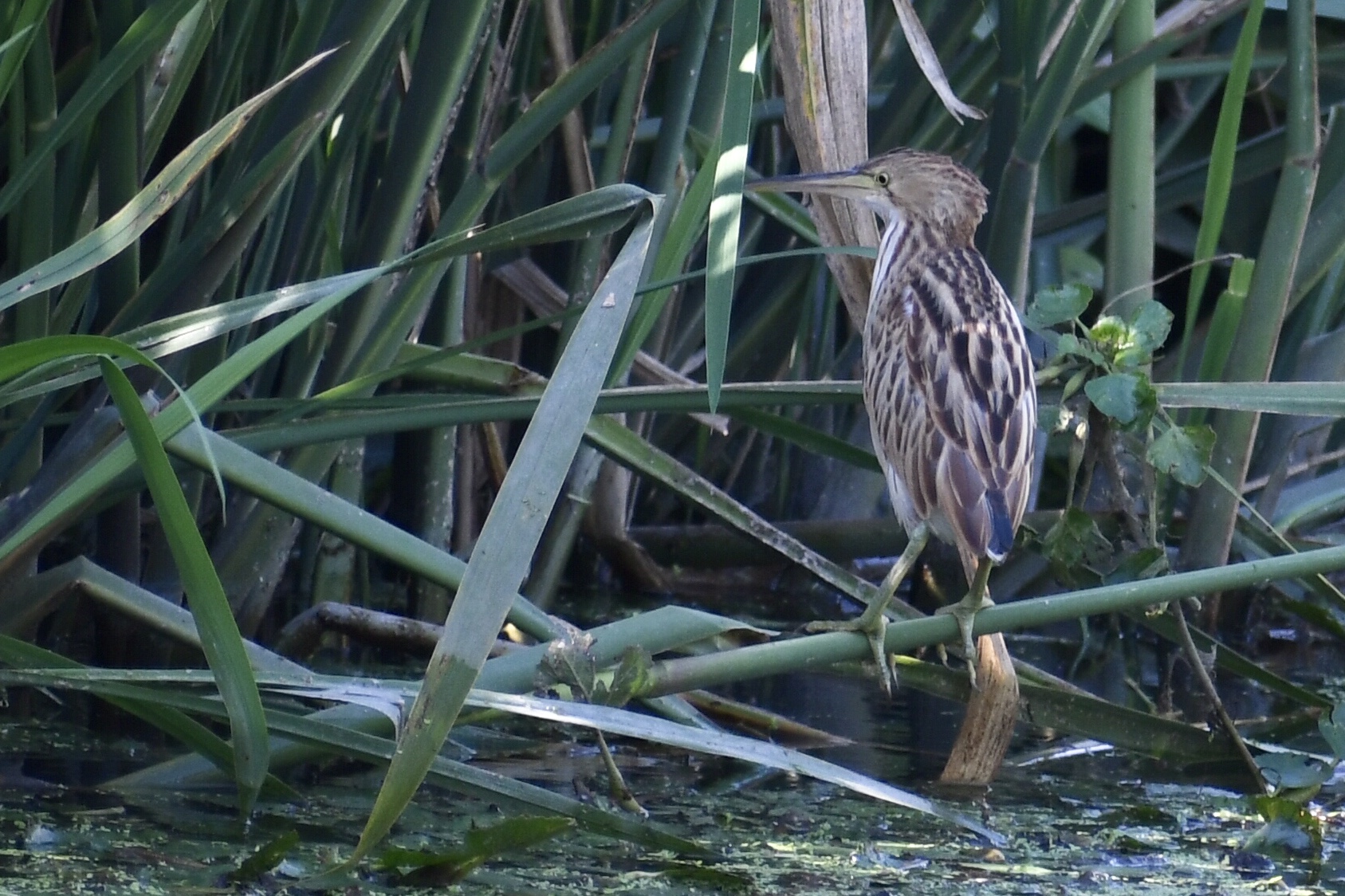 Photo of Yellow Bittern at  by ヨウコ