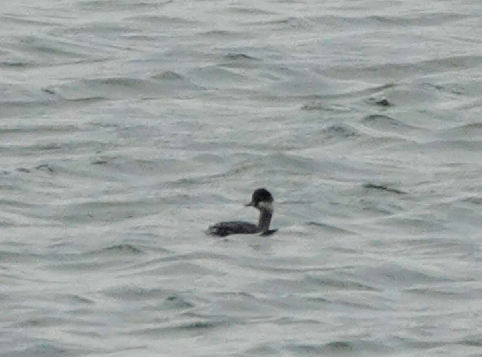 Photo of Black-necked Grebe at Cape Irago by サジタリウスの眼