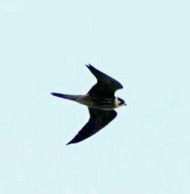 Photo of Eurasian Hobby at Cape Irago by サジタリウスの眼