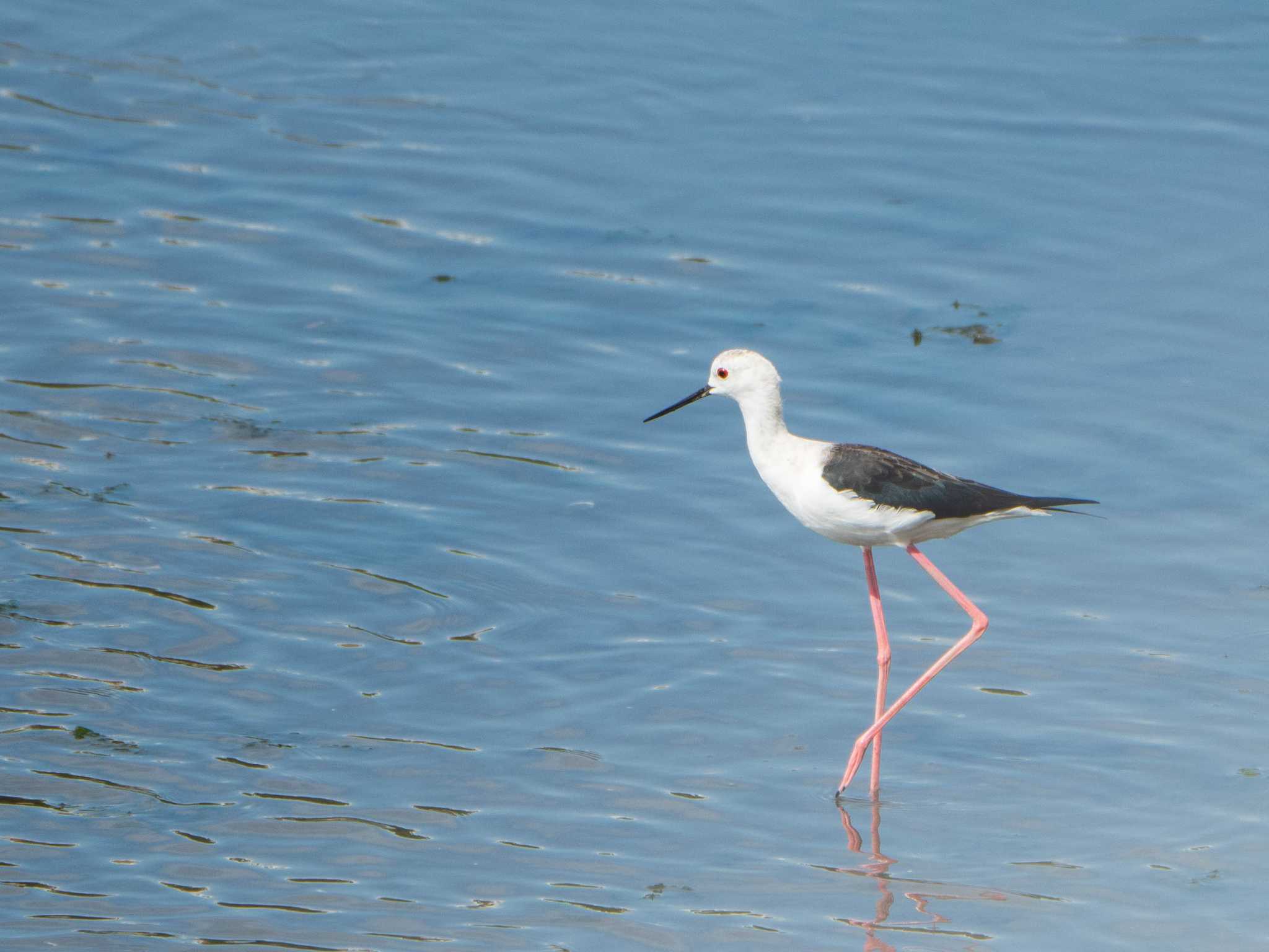 Black-winged Stilt