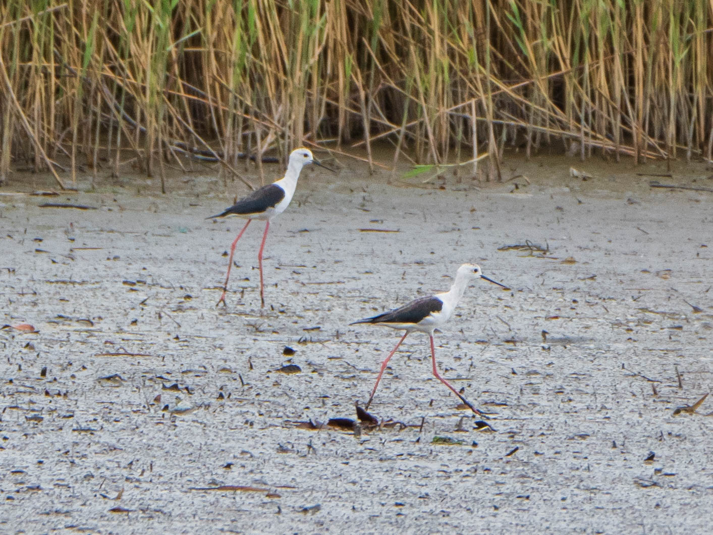 Black-winged Stilt