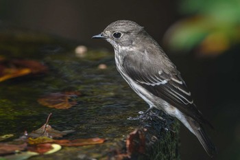 エゾビタキ 権現山(弘法山公園) 2019年10月6日(日)