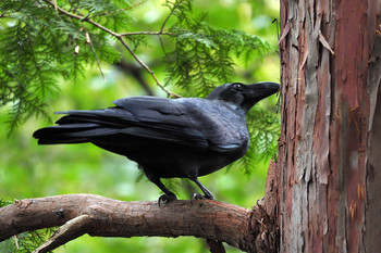 Large-billed Crow 万助橋 Sun, 10/6/2019