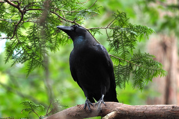 Large-billed Crow 万助橋 Sun, 10/6/2019