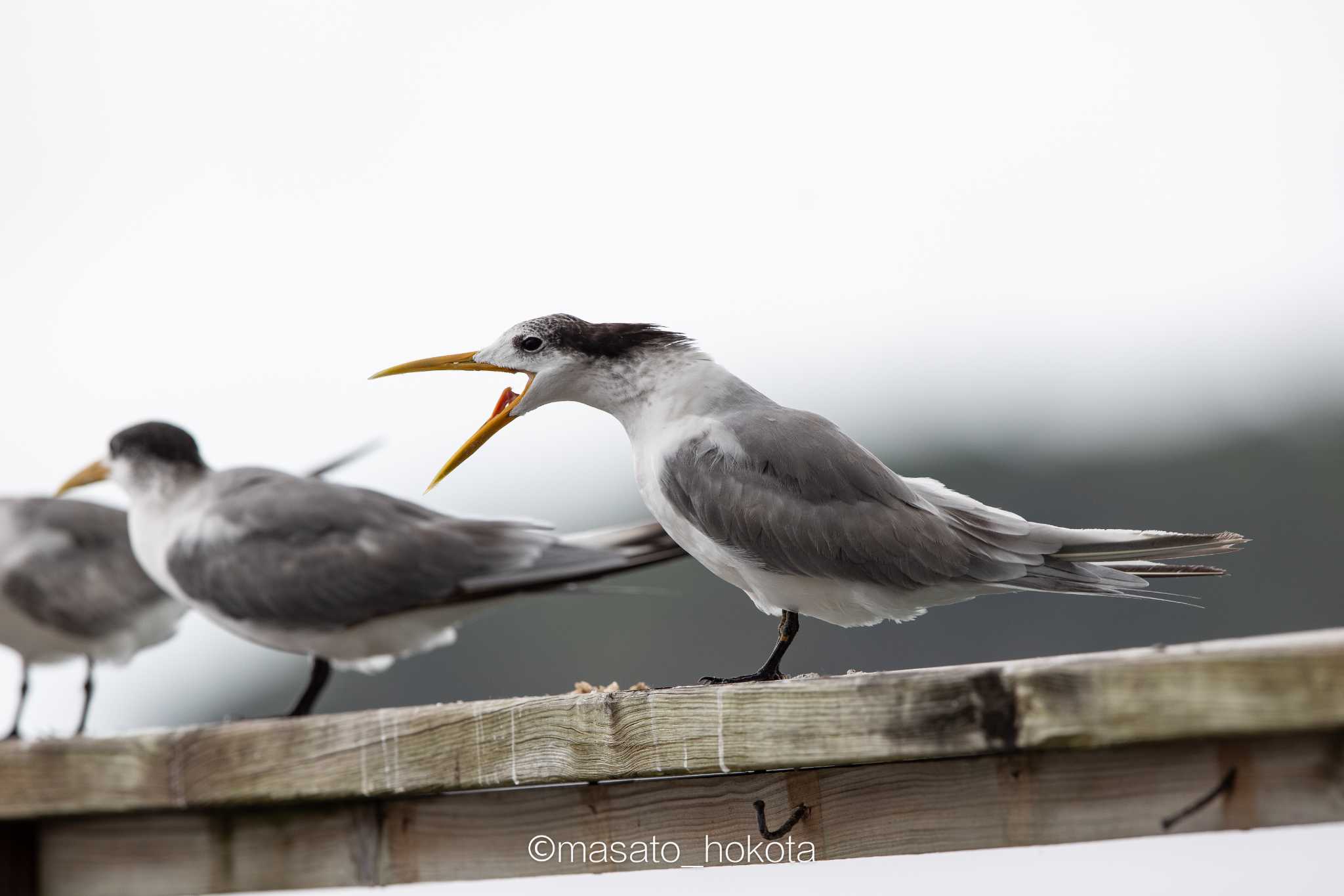 Photo of Greater Crested Tern at Taveuni Island by Trio