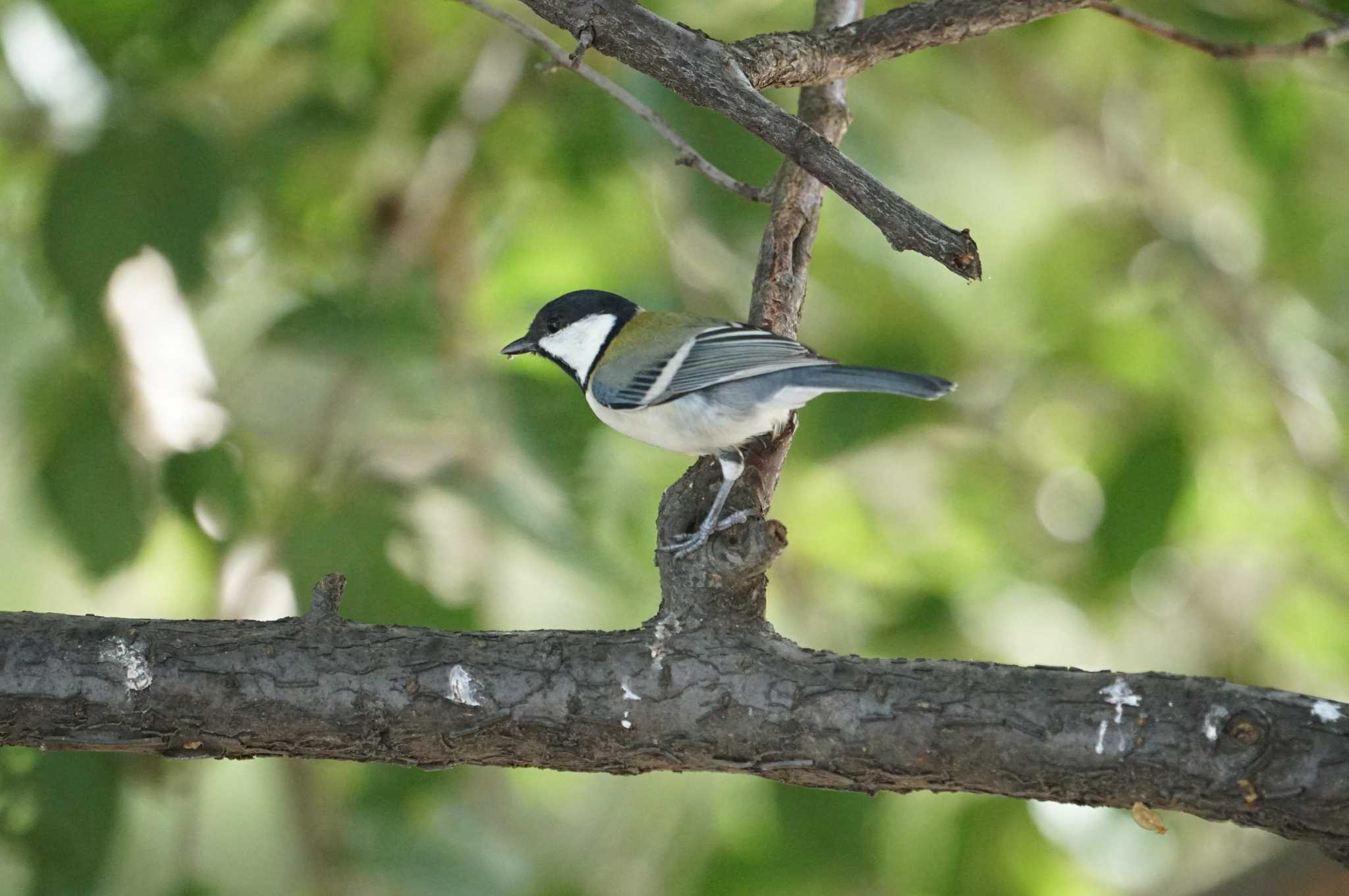 シジュウカラ