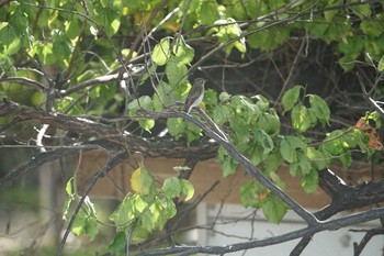 2019年10月6日(日) 尼崎市農業公園の野鳥観察記録